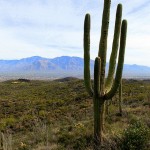Green Desert Cactus