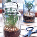 Garden in a jar!